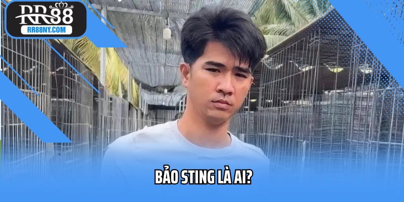Bảo Sting Là Ai? Idol Kê Biz Làm Nóng TikTok Và Đấu Trường Thomo