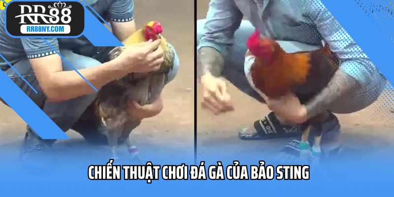 Chiến thuật chơi đá gà của Bảo Sting