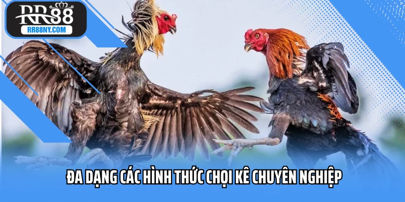 Đa dạng các hình thức chọi kê chuyên nghiệp