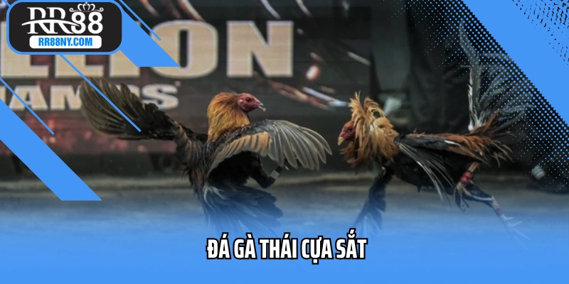 Đá Gà Thái Cựa Sắt - Tinh Hoa Tốc Độ Cao Từ Đất Nước Chùa Vàng