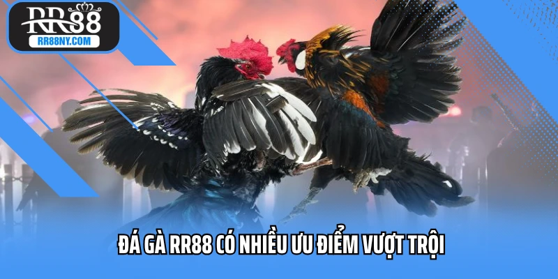 Đá gà RR88 có nhiều ưu điểm vượt trội