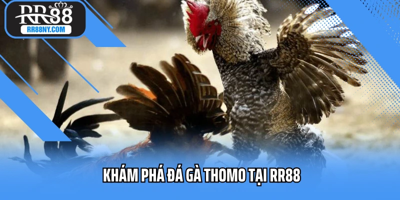 Khám phá đá gà Thomo tại RR88