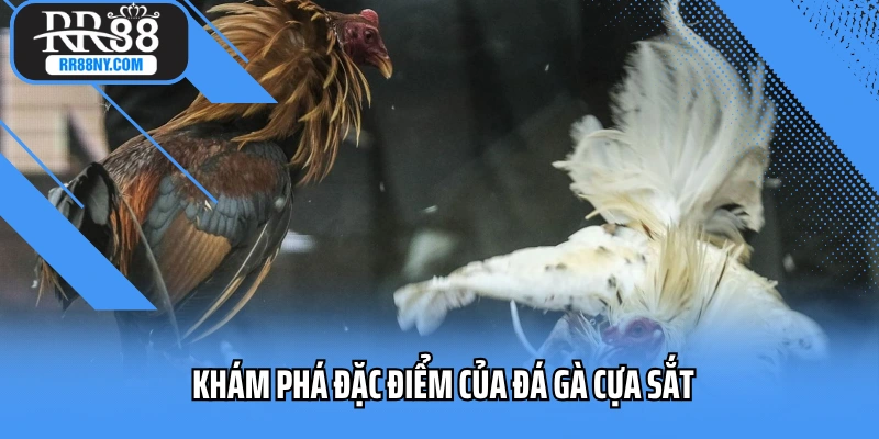 Khám phá đặc điểm của đá gà cựa sắt