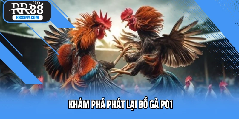 Khám phá phát lại bồ gà PO1