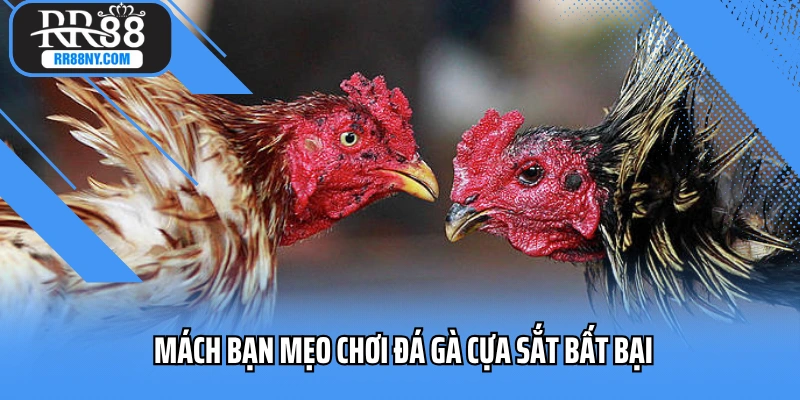 Mách bạn mẹo chơi đá gà cựa sắt bất bại