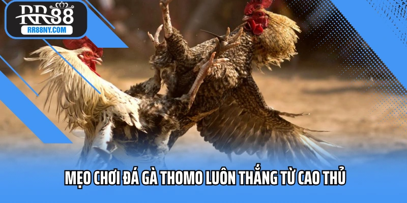 Mẹo chơi đá gà Thomo luôn thắng từ cao thủ