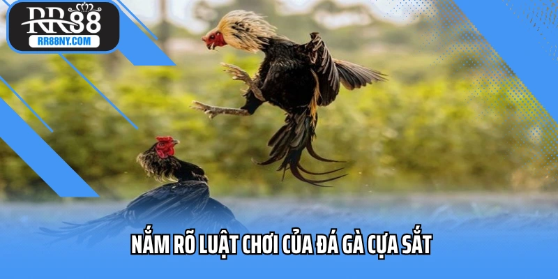 Nắm rõ luật chơi của đá gà cựa sắt