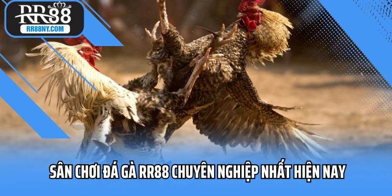 Sân chơi đá gà RR88 chuyên nghiệp nhất hiện nay