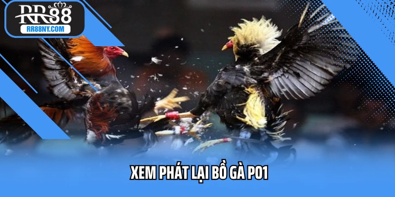 Xem Phát Lại Bồ Gà PO1 Ở Đâu? Tất Tần Tật Từ A Đến Z Cho Cược Thủ